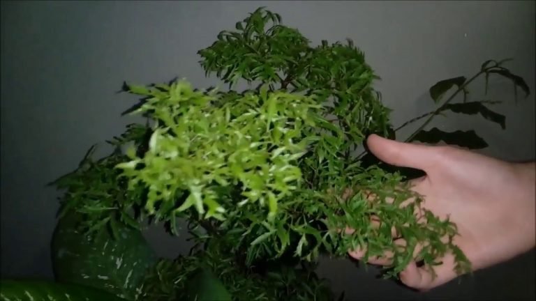 Árvore da felicidade (Imagem Youtube)