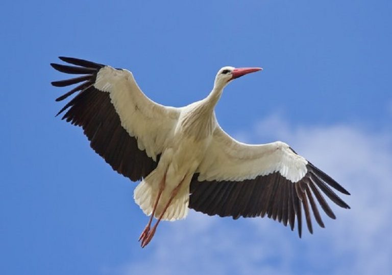 Aves que alcançam altos voos