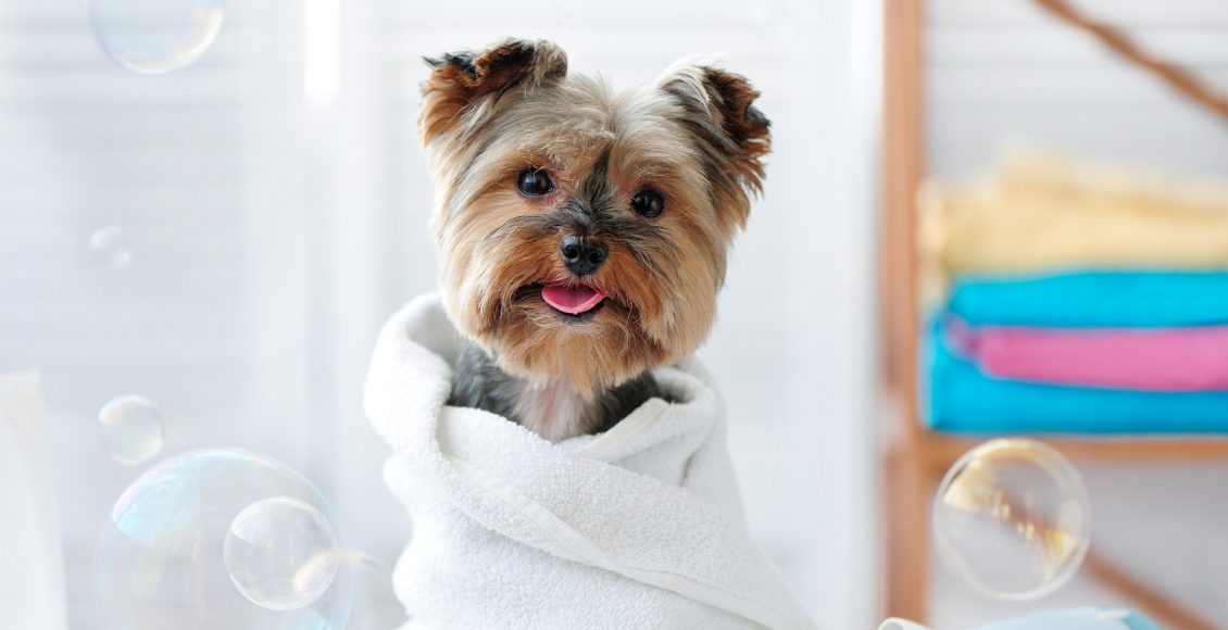 Banho e tosa em cachorros: entenda a importância e saiba quando fazer