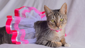 Saiba o momento ideal para a cruza de gatos: veja dicas incríveis (Credito: G1)