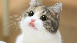 curiosidades sobre gatos