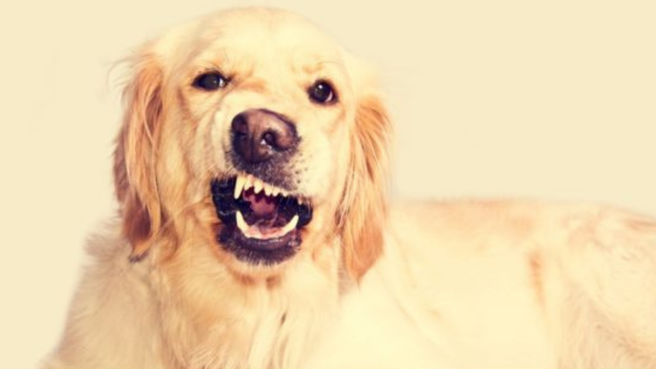 Porque o cachorro rosna para o dono (imagem por seu dog)