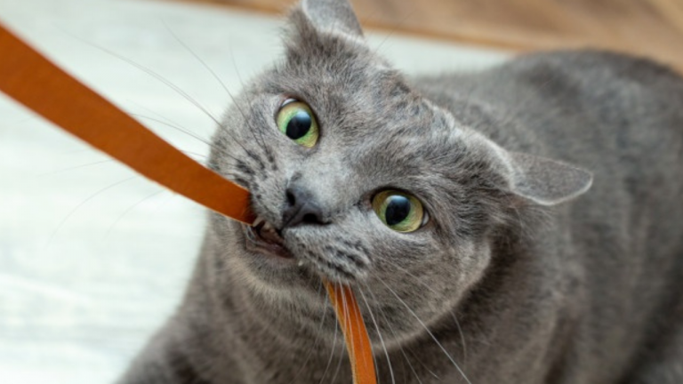 gato mordendo fio