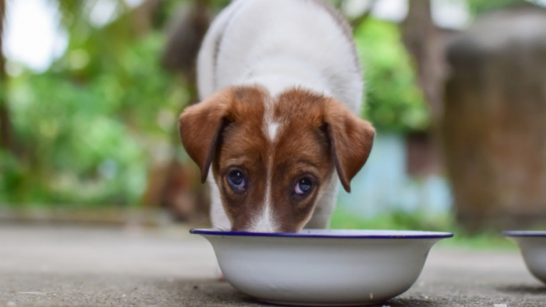 A cadela Doodle: se escondeu na caixa de ração, poderia ter lugar melhor?
