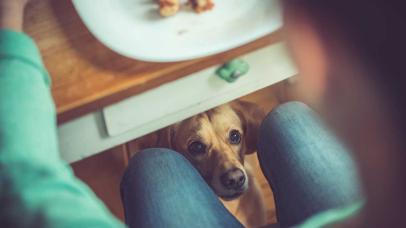 Cachorro pode comer comida de gente? Saiba agora