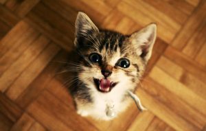 Conversa de gato: entenda os diferentes tipos de miado