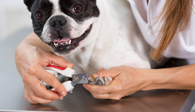 Cortar unhas de cachorro: aprenda agora qual a forma correta para fazer em casa