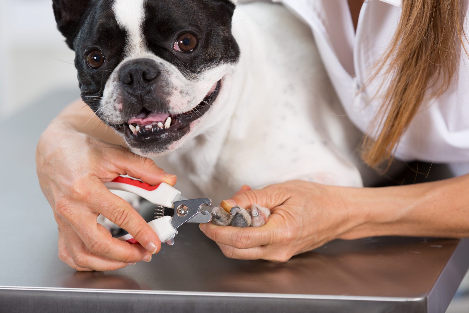 Cortar unhas de cachorro: aprenda agora qual a forma correta para fazer em casa