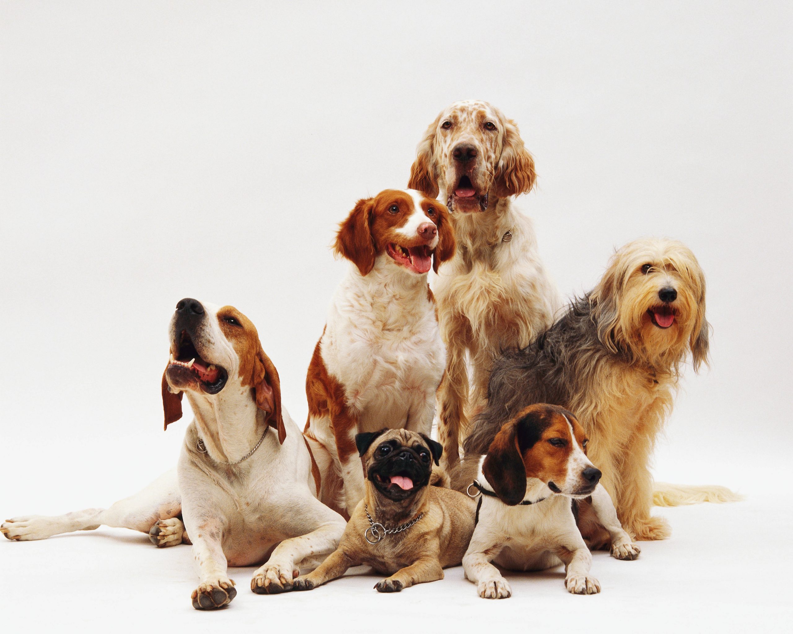 Curiosidades sobre cães: descubra agora 10 coisas que você não sabia sobre os cachorros de estimação