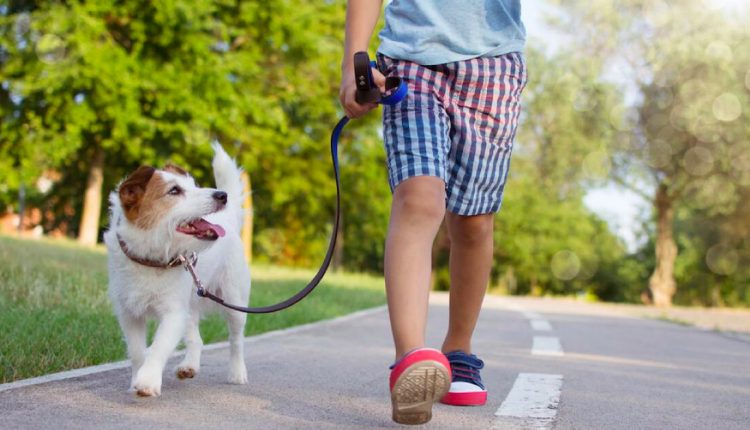 É importante levar o cachorro para passear? Descubra agora
