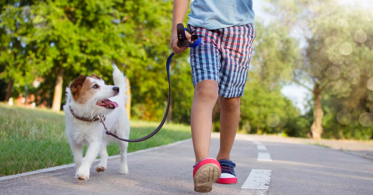 É importante levar o cachorro para passear? Descubra agora