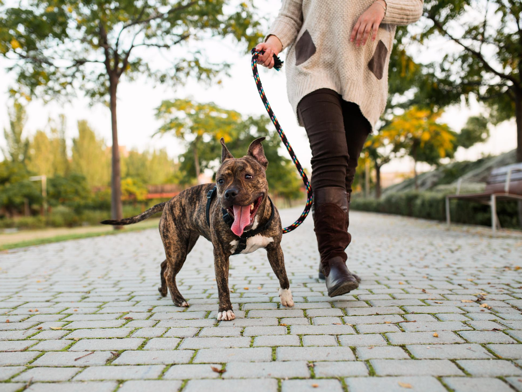 É importante levar o cachorro passear? Descubra agora