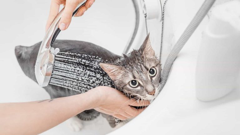 gato tem medo de água