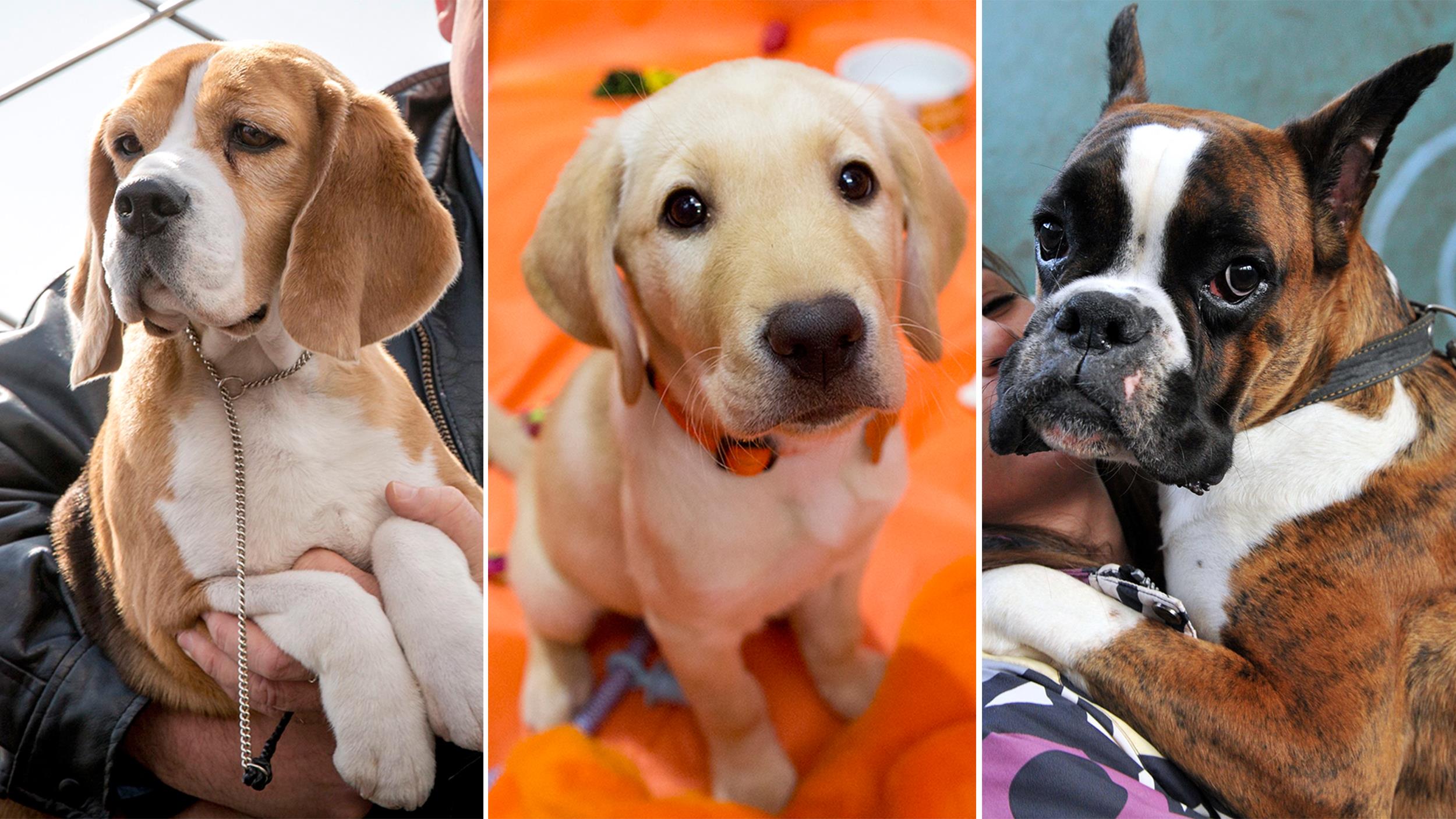 Quais são as raças de cães mais populares nos EUA? Descubra aqui