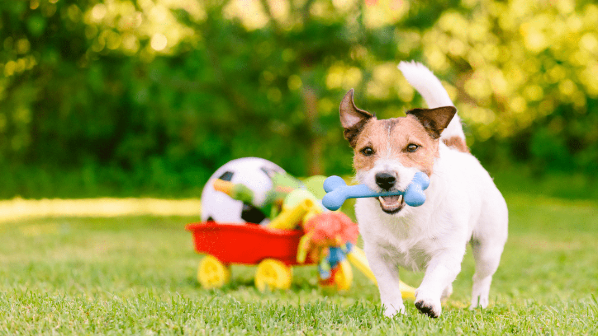 Quer comprar brinquedos para cachorro? Confira as opções mais queridas pelos pets – [Blog GigaOutlet]