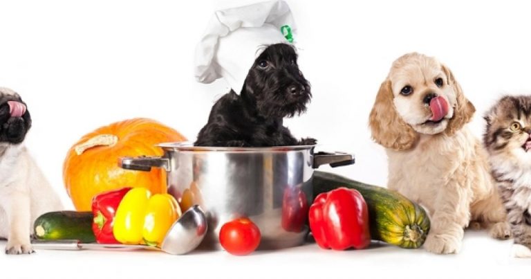 alimentos proibidos para cães e gatos
