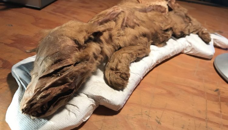 Animais mumificados - Lobo da Era do Gelo