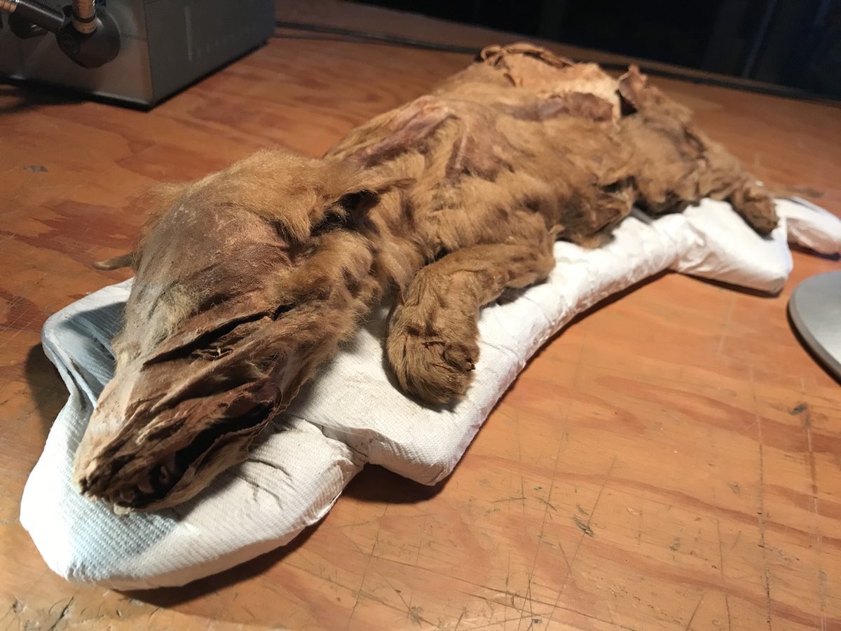 Animais mumificados - Lobo da Era do Gelo