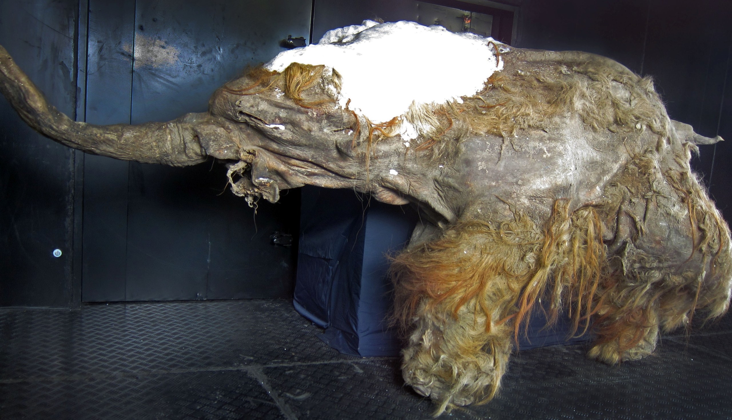 Animais mumificados: mamute Yuka