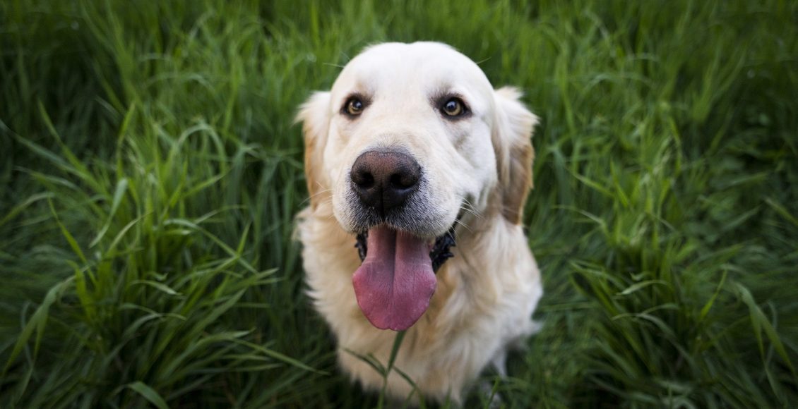 Quer saber quais são as 7 raças de cachorros mais obedientes? Leia agora