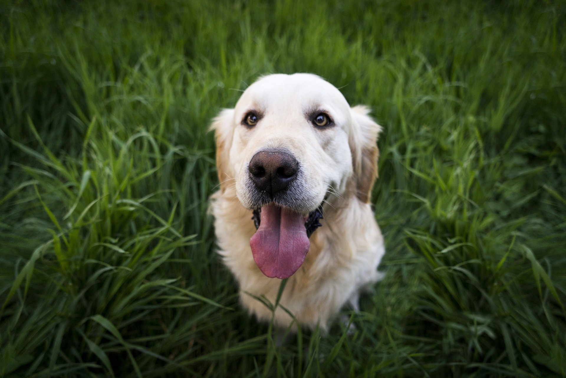 Quer saber quais são as 7 raças de cachorros mais obedientes? Leia agora