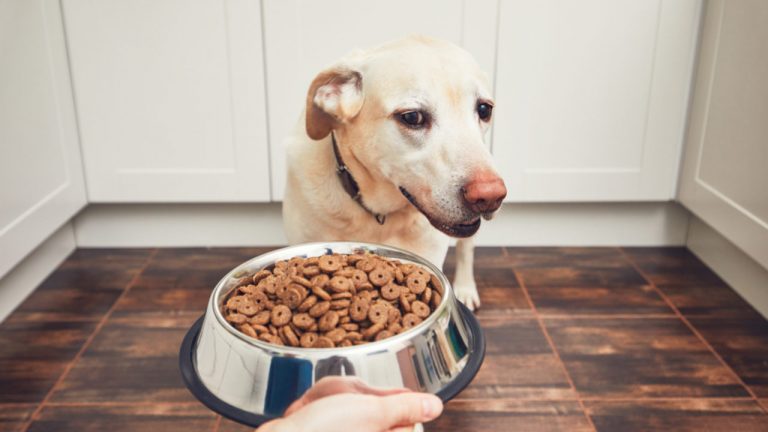 Meu animal de estimação não quer comer ração; saiba agora mesmo o que fazer