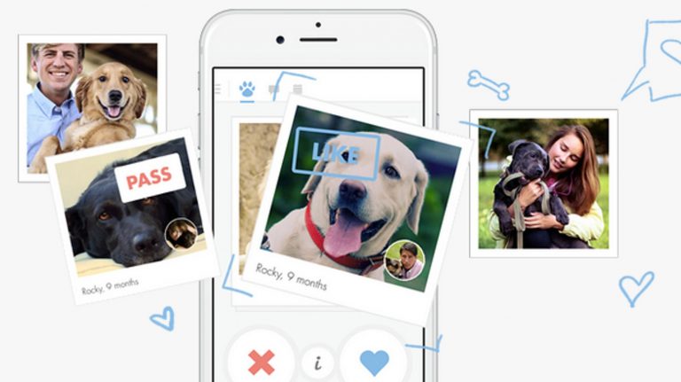 Aplicativos e sites de paquera para bichos: saiba como promover um encontro animal