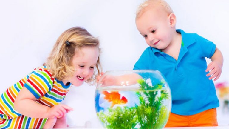 Descubra tudo sobre os aquários para criar peixes como animais de estimação