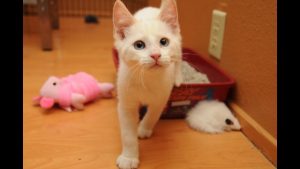 Veja dicas para que a areia do gato não cheire mal