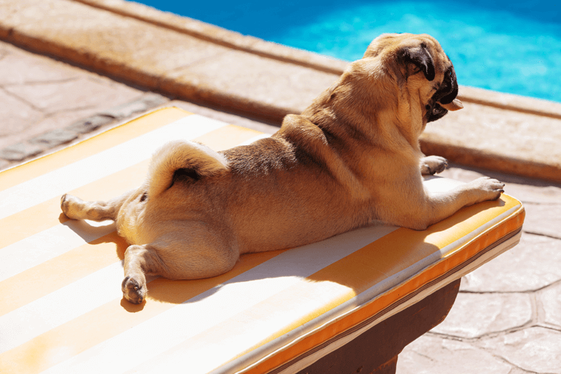 Por que o cachorro gosta de ficar no sol? Descubra agora