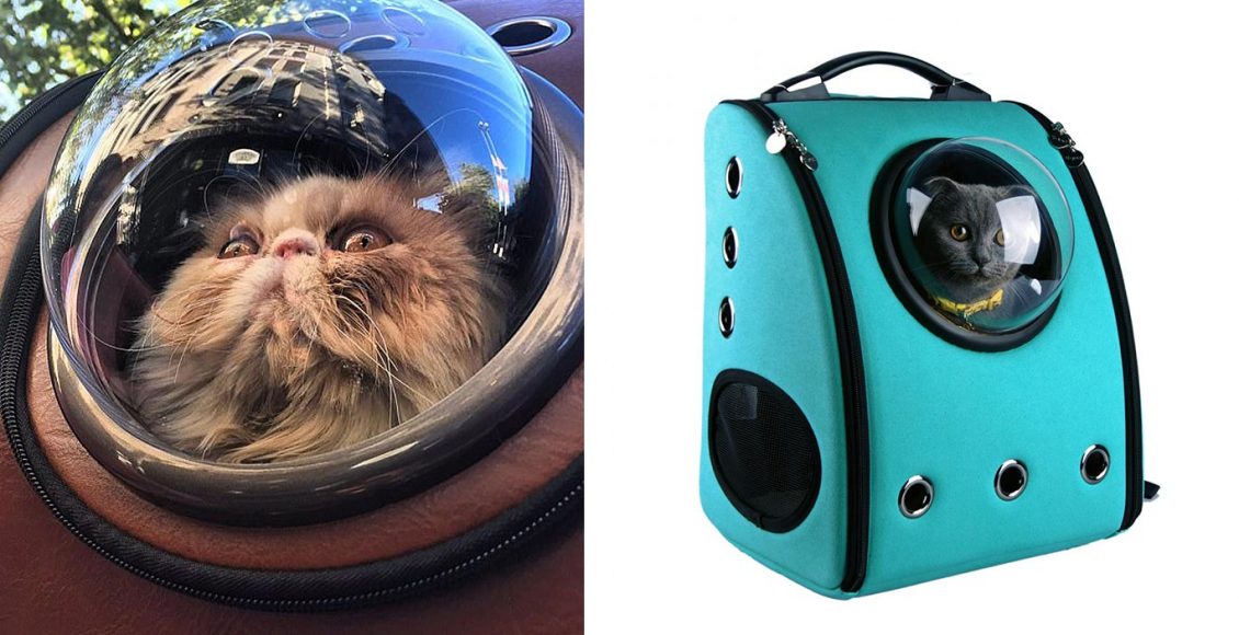 Já ouviu falar na mochila de transportar gato? Entenda se é uma boa opção e como acostumar o felino com o acessório