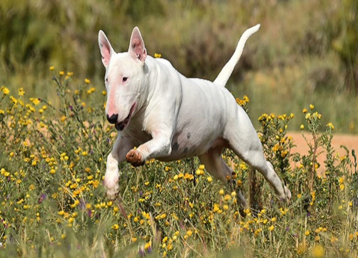 bull-terrier