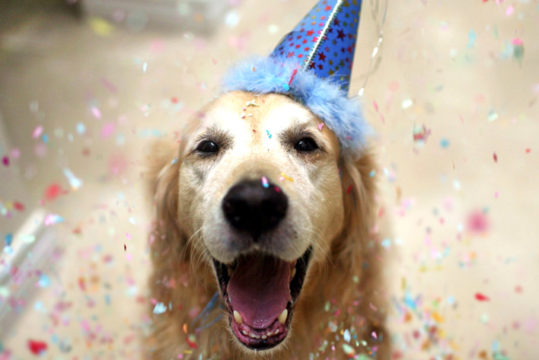 É aniversário do seu pet? Veja ideias para uma comemoração boa pra cachorro