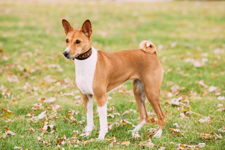 Cachorro Basenji