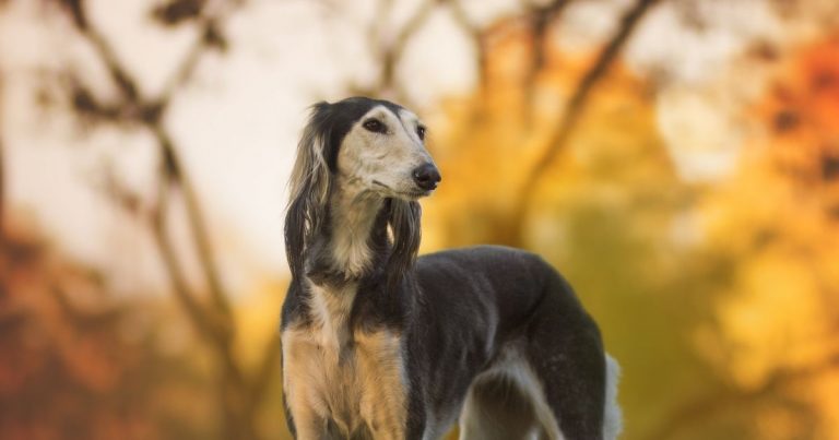 Descubra hoje qual é o cachorro mais rápido do mundo; veja raça mais veloz