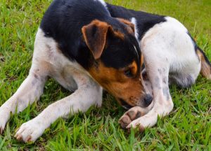 cachorros lambem feridas