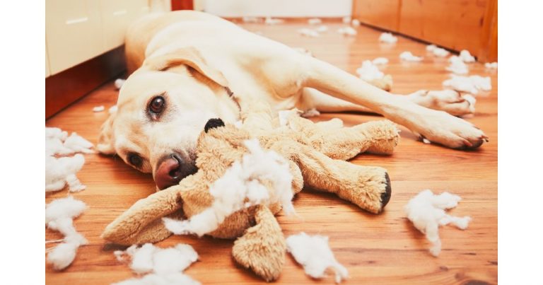 cachorro que destrói