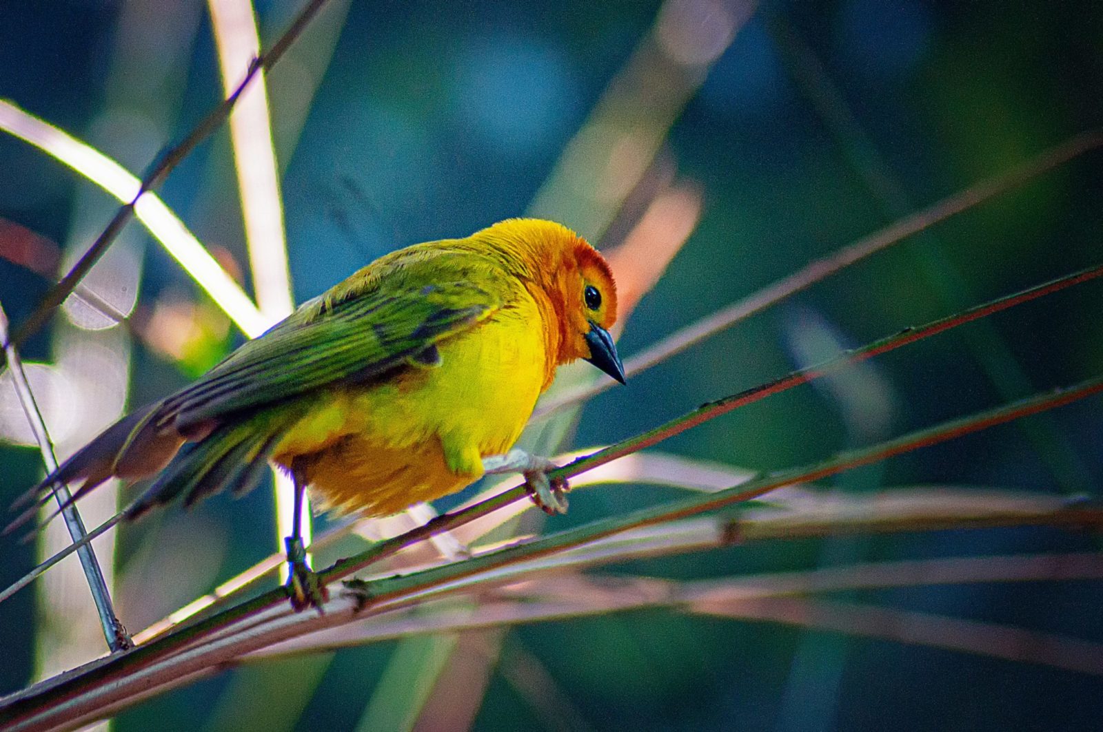 Qual o pássaro que mais canta? Descubra tudo sobre o canto dos pássaros