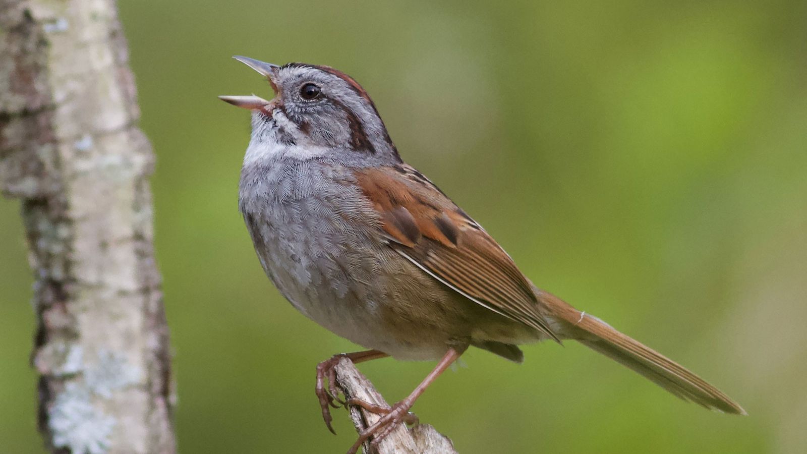 Qual O P ssaro Que Mais Canta Descubra Tudo Sobre O Canto Dos P ssaros