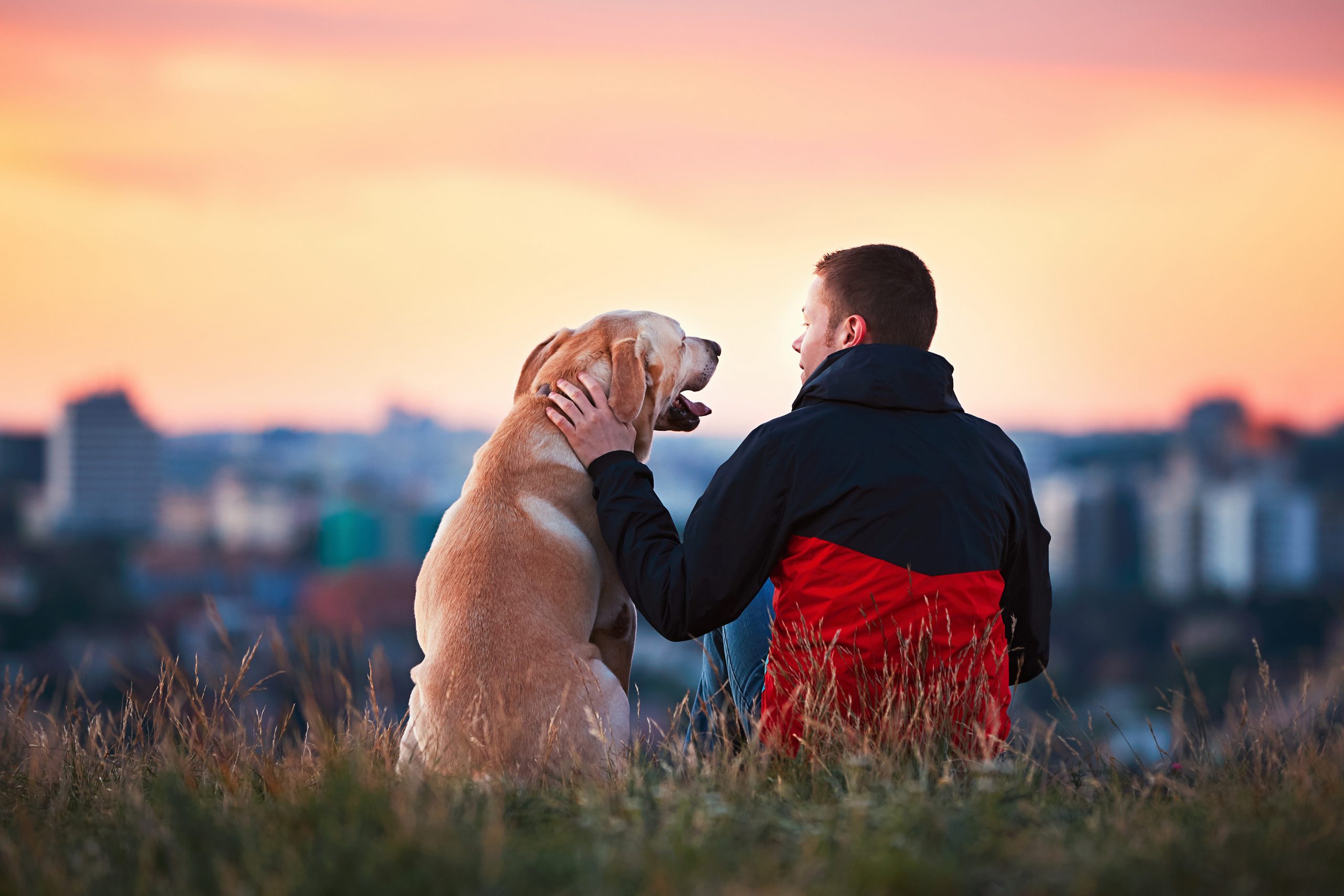 Veja 7 coisas que seu cão de estimação te ensina todos os dias