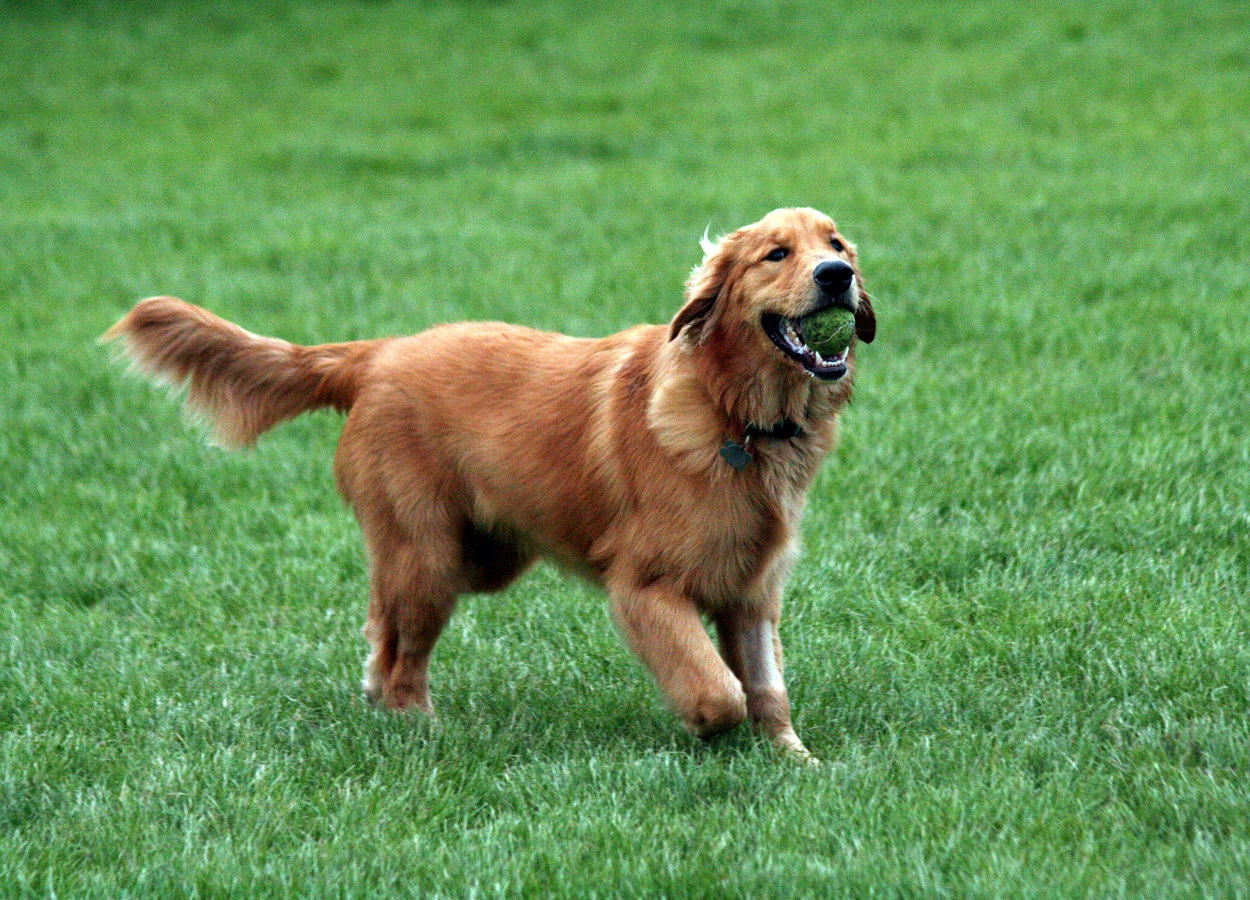 História emocionante: cão Golden cuida do corpo de amigo após acidente