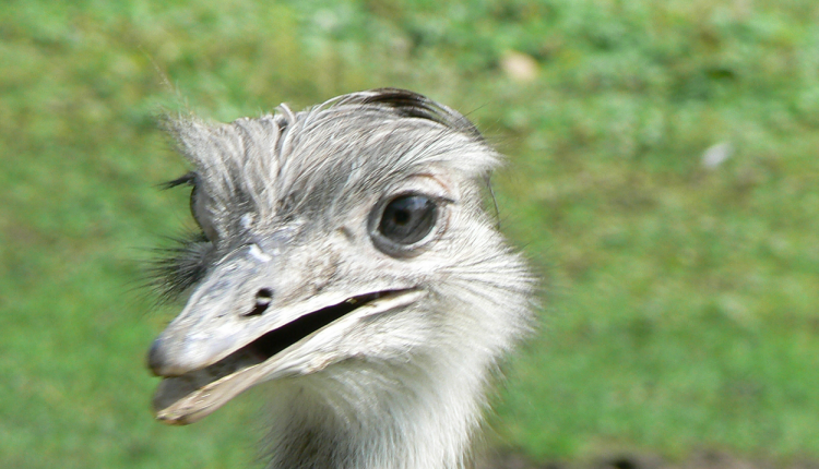 Ema é uma ave nativa do Brasil: conheça suas características
