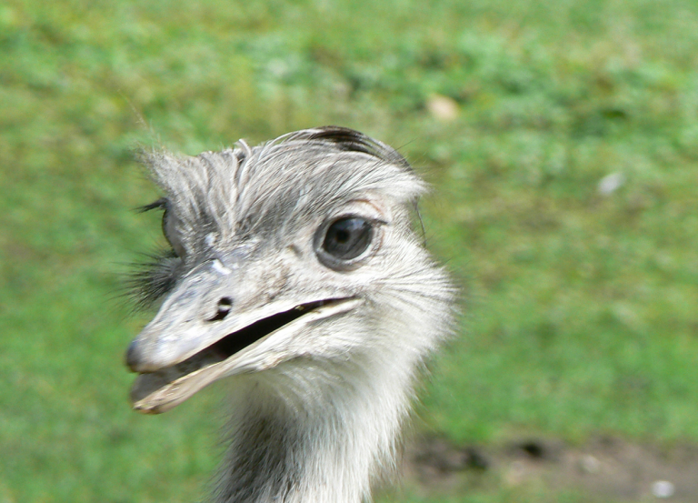 Ema é uma ave nativa do Brasil: conheça suas características