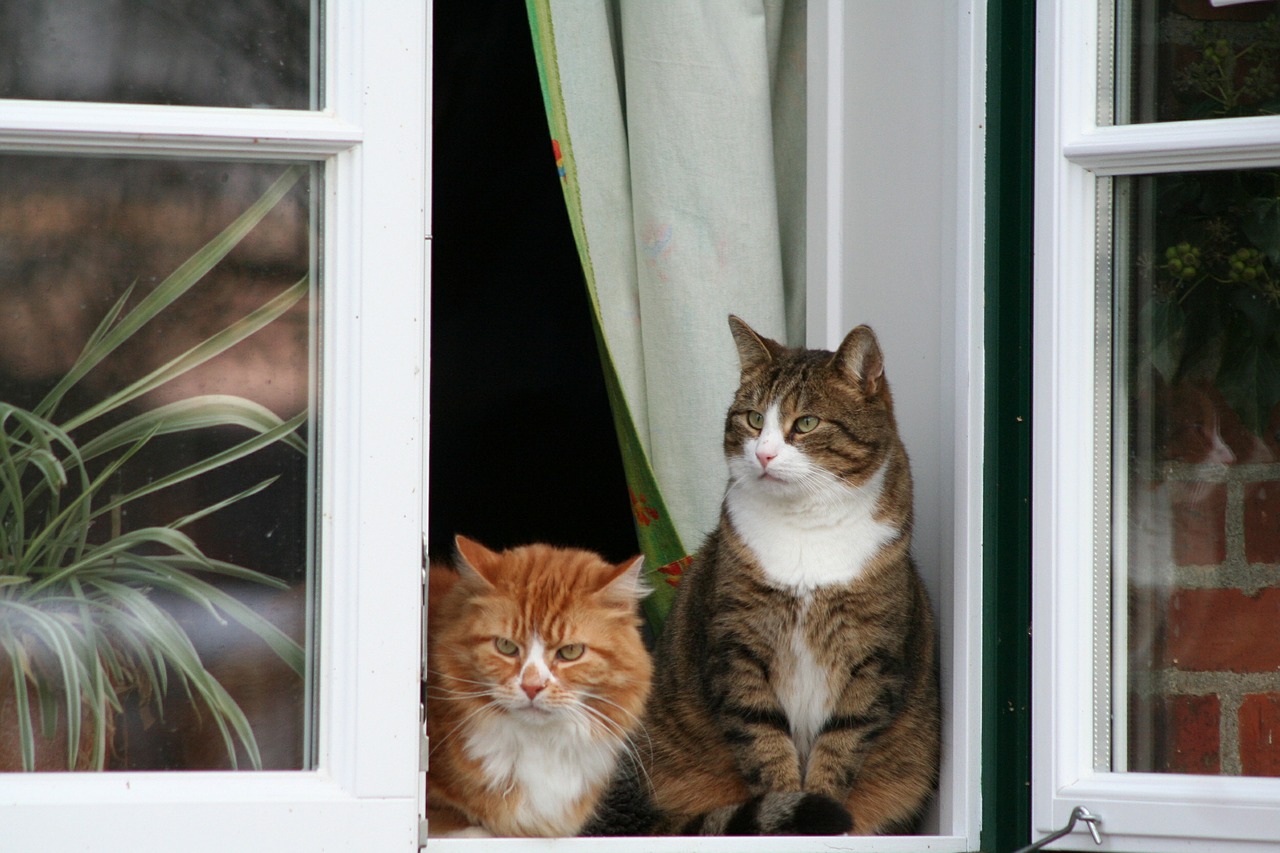 Gatos ficam em janelas