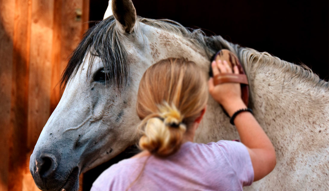 Como cuidar de um cavalo de estimação? Conheça melhor esse pet
