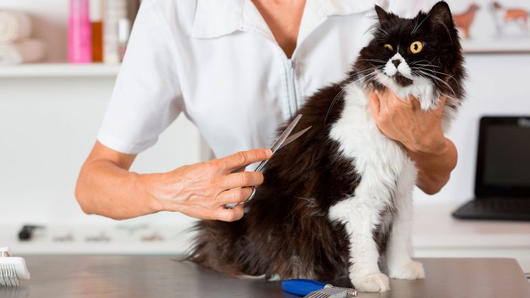 cortar pelo de gato
