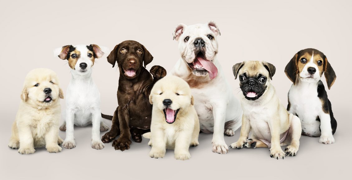 Roubo de cães de raça
