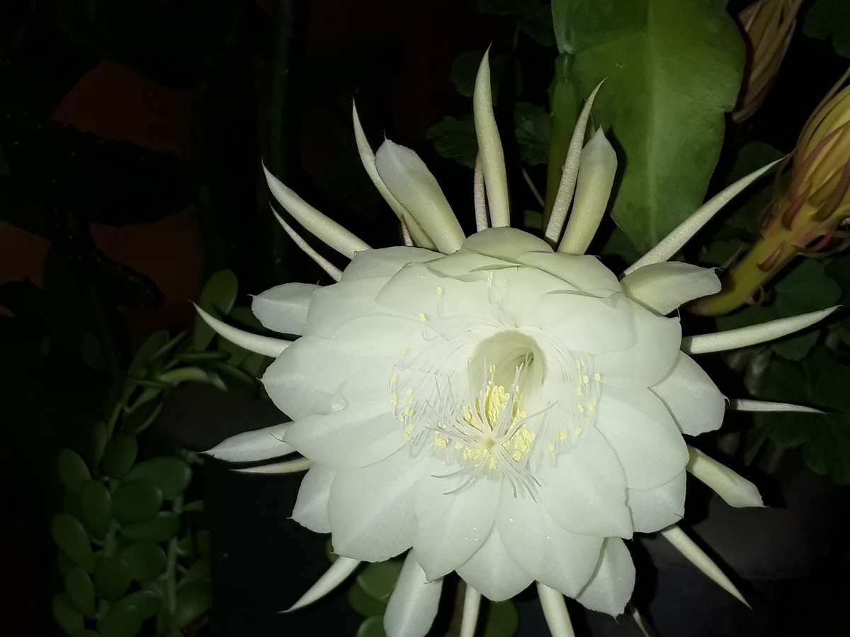 A flor dama da noite