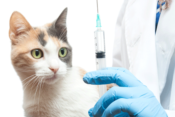 vacinação em animais