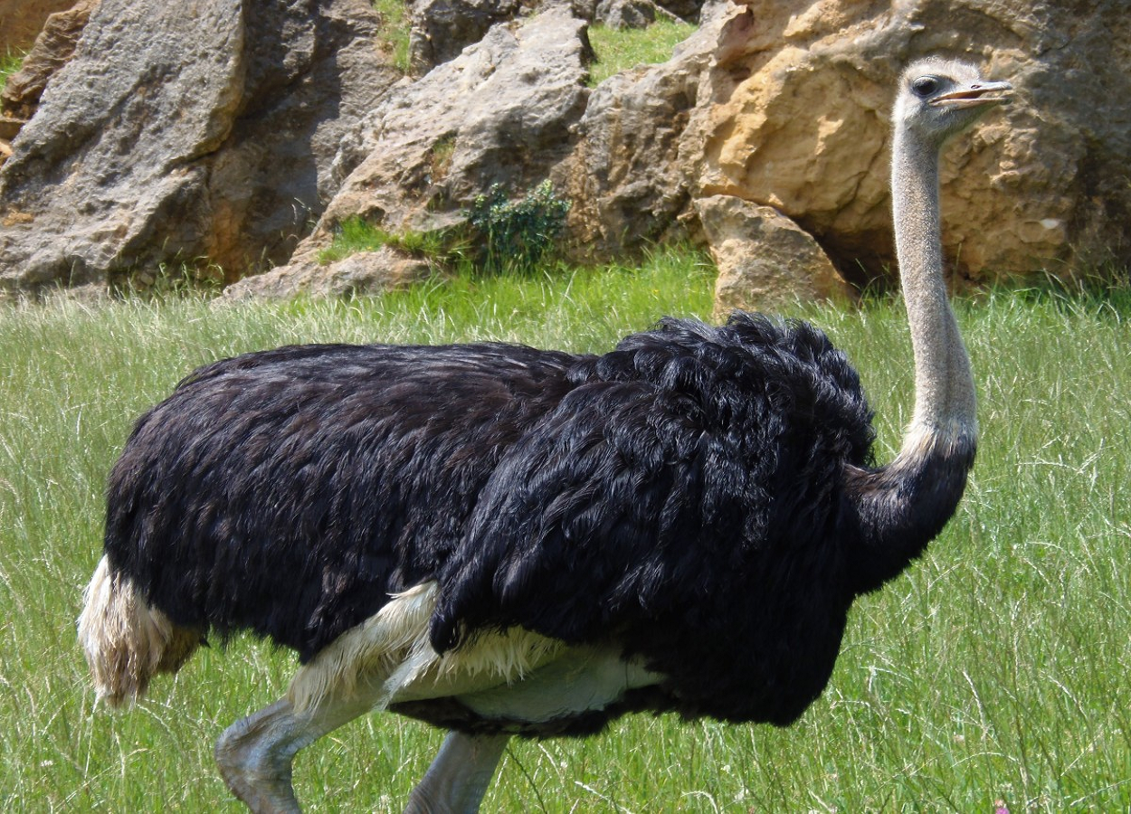 Já ouviu falar em estômago de avestruz? Conheça mais sobre essa ave